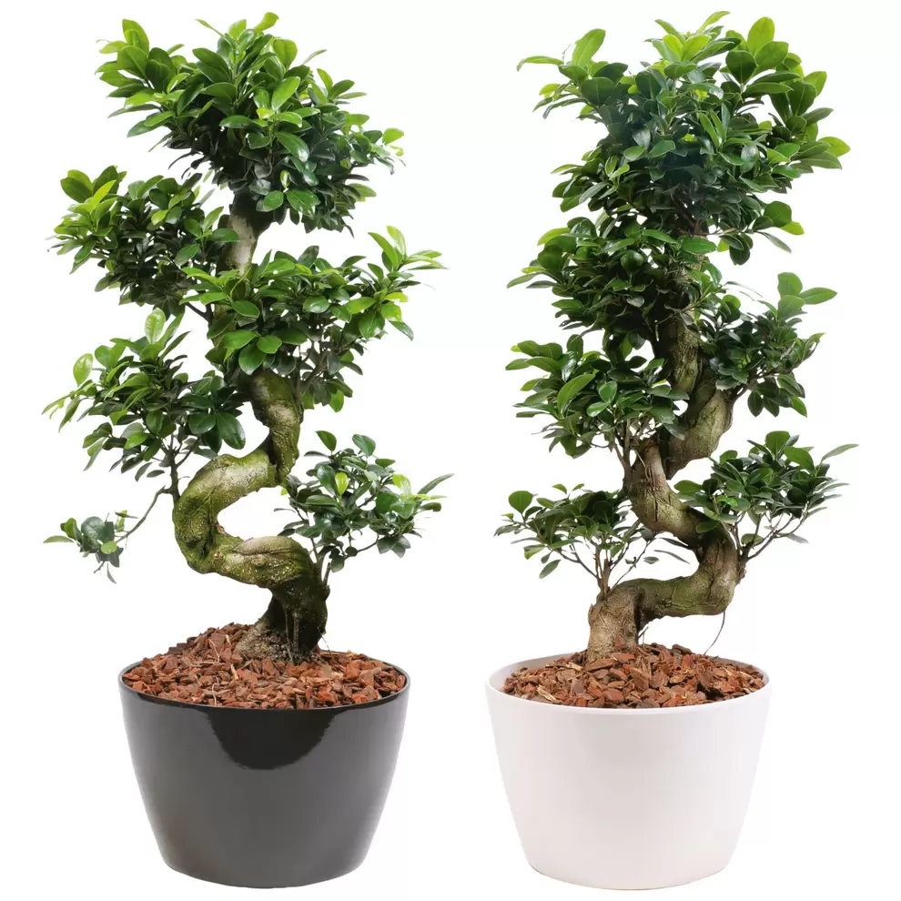 GARDENLINE Bonsai Ficus microcarpa für 39,99 CHF in Aldi